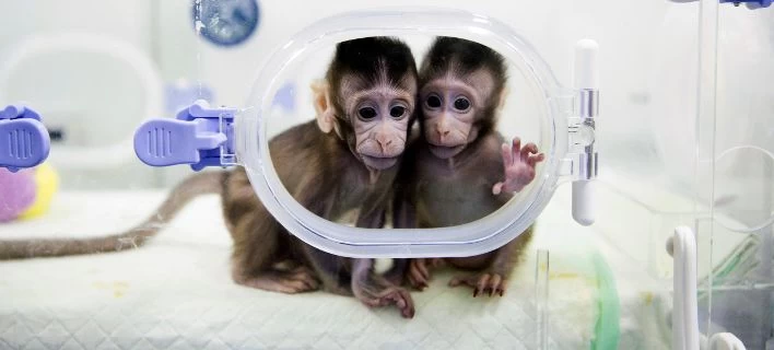 Ασύλληπτο: Επιστήμονες δημιούργησαν «τερατώδεις» κλώνους μαϊμούδων με… κατάθλιψη (βίντεο)